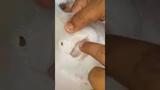 মানুষী মাছ