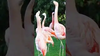 Где фламинго берут молоко?