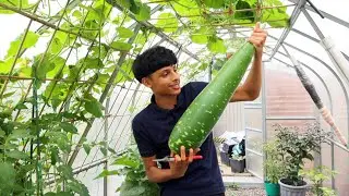 Time To Harvest Bottle Gourd | Kitchen Gardening