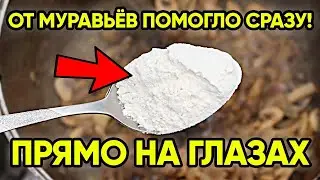 Я Не Верил, Но От Муравьев Помогло Сразу, Прямо На Глазах! МУРАВЬИ УШЛИ СРАЗУ ЖЕ!