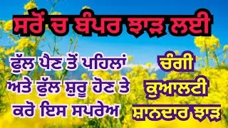 ਗੋਭੀ ਸਰੋਂ, ਪੀਲੀ ਸਰੋਂ ਚ ਬੰਪਰ ਝਾੜ ਲਈ ਫੁੱਲ ਪੈਣ ਤੋਂ ਪਹਿਲਾਂ ਖਾਸ ਦੇਖਭਾਲ | Imporant tips for mustard crop