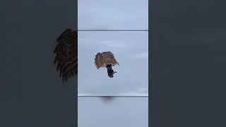 Successful Owl Squirrel Hunt