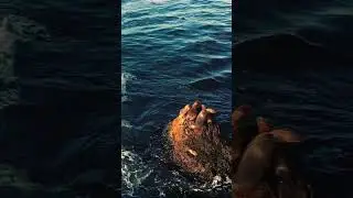 Seals sunbathing in Malibu