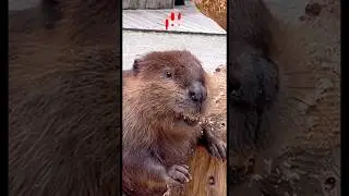 Почему бобр не может перестать грызть деревья?