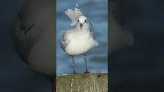 Mediterranean Gull landing + take  off  #birds #wildlife #nature #wildlifefilm
