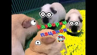 Acquaintance of pigs part two