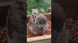 Птенец воробья в ресторане на окне  