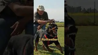 top 10 most dangerous dogs in world 🌎#shorts #dogs