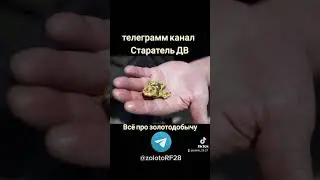 Старатель ДВ  Благовещенск.