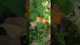 Natural flowers are all the flowering plants that grow in the wild or are cultivated for gardens.