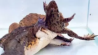 Bullfrog Eats Bullfrog! Mr Frog Live Feeding