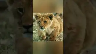 Львёнок обучается охоте 🦁 #animals #wildlife #природа #nature #животные