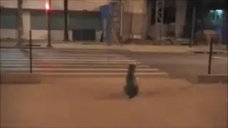 O Cachorro o Semáforo e as Garotas