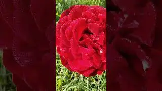 Шик розы"Грандесса".