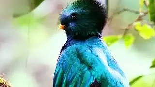 6  птиц со странной внешностью
