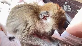 Macaque Monkey Ralphie D ASMR