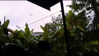 KASIH MAKAN BURUNG WALET DI DEPAN RUMAH