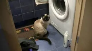 Можно смотреть часами, как работает стиральная машина!