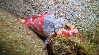 Night Diving Adventure, Espiritu de Buceo Tenerife