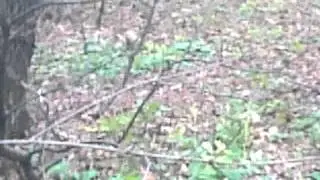 дебильная белка самое смешное в мире видео
