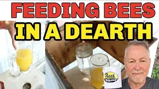 Beekeeping | How To Identify & Feed During A Dearth