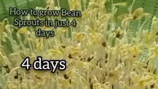 How To Grow Bean Sprouts In Just 4 Days