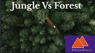 Difference Between Jungle and Forest 