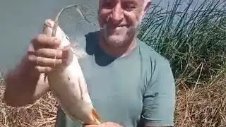 Uluabat Gölünde Dev Balıklar
