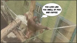 Orangutan serves himself fleas from his bicep