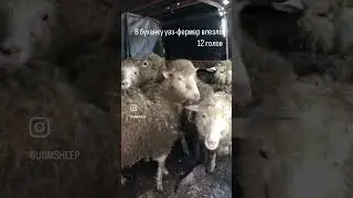 Привезли новую отару удмуртских овец