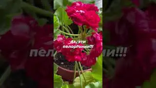 Возвращение к пеларгониям