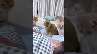 Funny Cats 🤣 🤣 🤣 #funnyanimals #funnyshorts #shortsvideo #shortsfeed #shortsviral