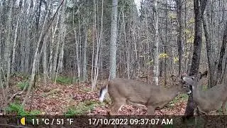Rencontre mâle et femelle de Cerf de Virginie 2