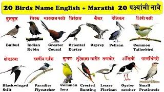 20 birds name in english and marathi for kids | 20 पक्ष्यांची नावे इंग्रजी व मराठी भाग 5 |