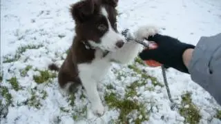 Айскнехт Эдарика 3 месяца Border Collie