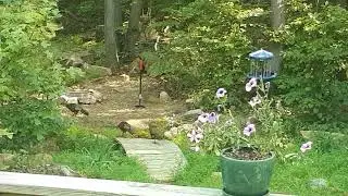 Turkeys in the yard