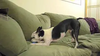 Hugo's new game