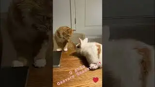 С Днём Святого Валентина тебя, моя заинька! Happy V-day, my bunny!❤️ 