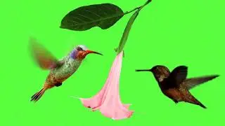 two colibri foraging green screen
