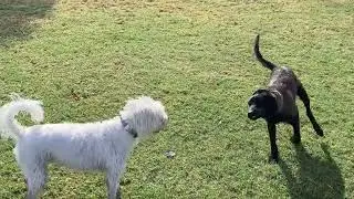 Toby finds a 5 month old puppy to play with