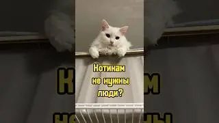 Котикам не нужны люди?.. 🧐 #питомцы #котики #кошка #кот #cat