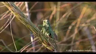 Diceroprocta azteca cicada, Sumner Co, Kansas