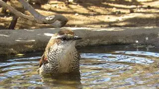 Tapaculo o Tococo (Scelorchilus albicollis)