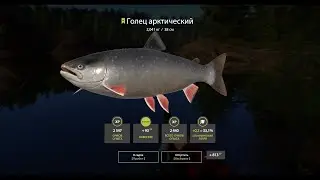 Русская рыбалка 4-недотроф голец арктический(
