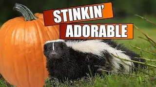 🦨 3 SKUNKS Fighting over  A Pumpkin! 🎃