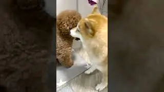 Poodle Shiba Fights🔥Genki VS Mickey#poodle #shibainu #shorts #dogfight #dogplaying #funnydogs