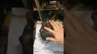 Прикол от китайцев полный привод Черри Тигго т11