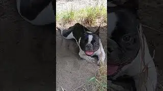 Бульдожка Никки. #bulldog #frenchbulldog #frenchie #французскийбульдог #funny #doglife #pets