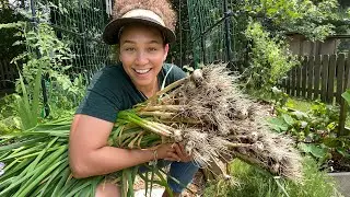 Harvesting Garlic Potatoes and Rhubarb | Gardening Vlog