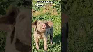 Ржака🤣🐽🐷🐖обжора